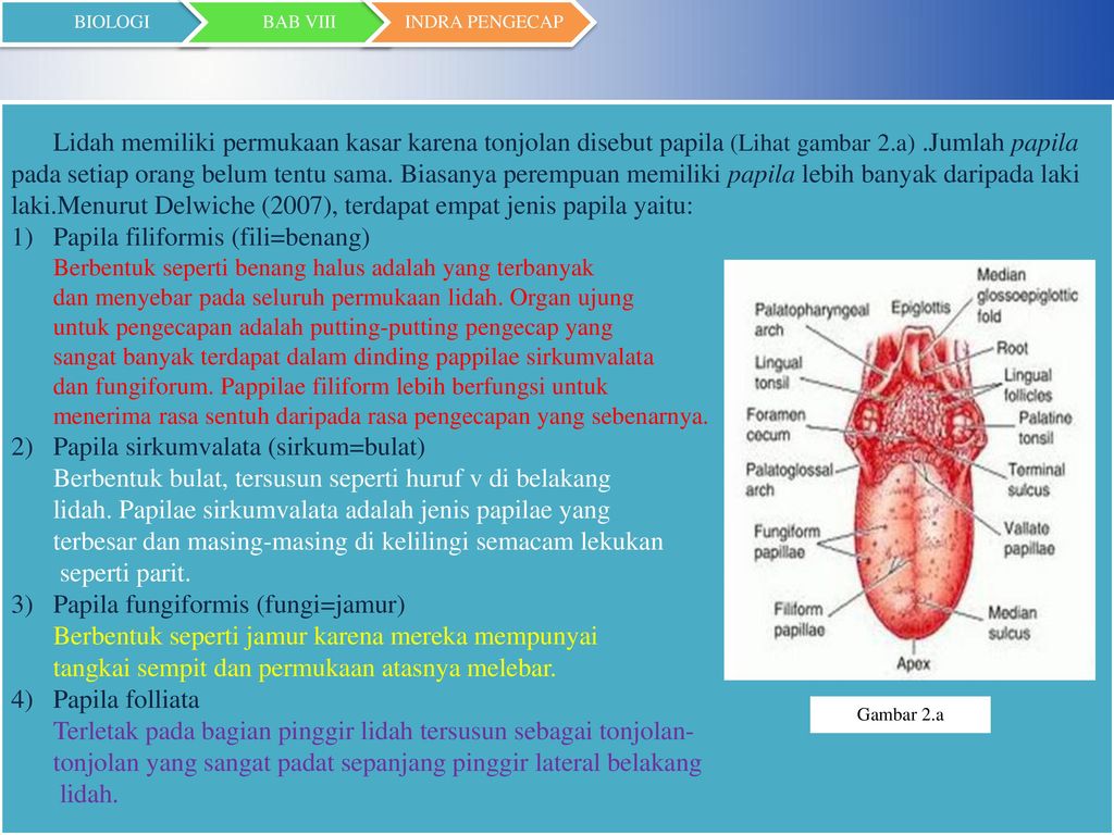 Mekanisme kerja indera 2025 pengecap